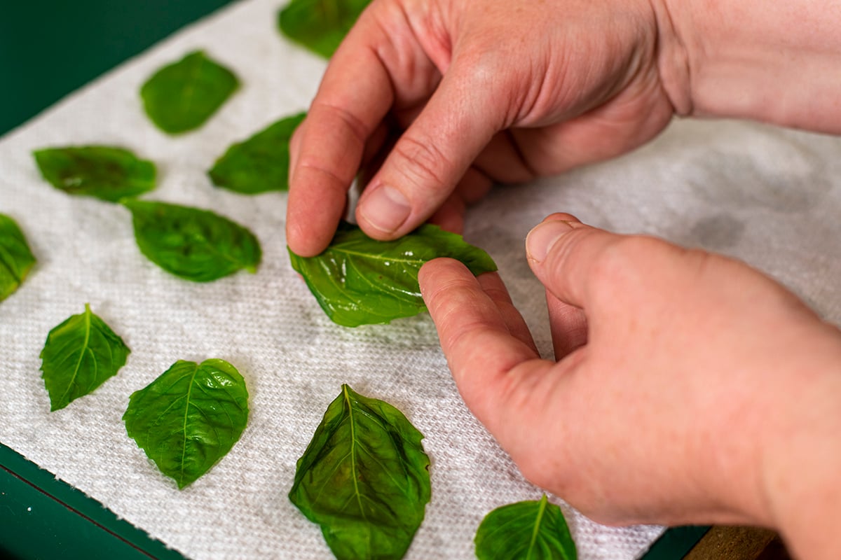 4 Ways To Freeze Basil Including My Easy Basil Freezing Hack