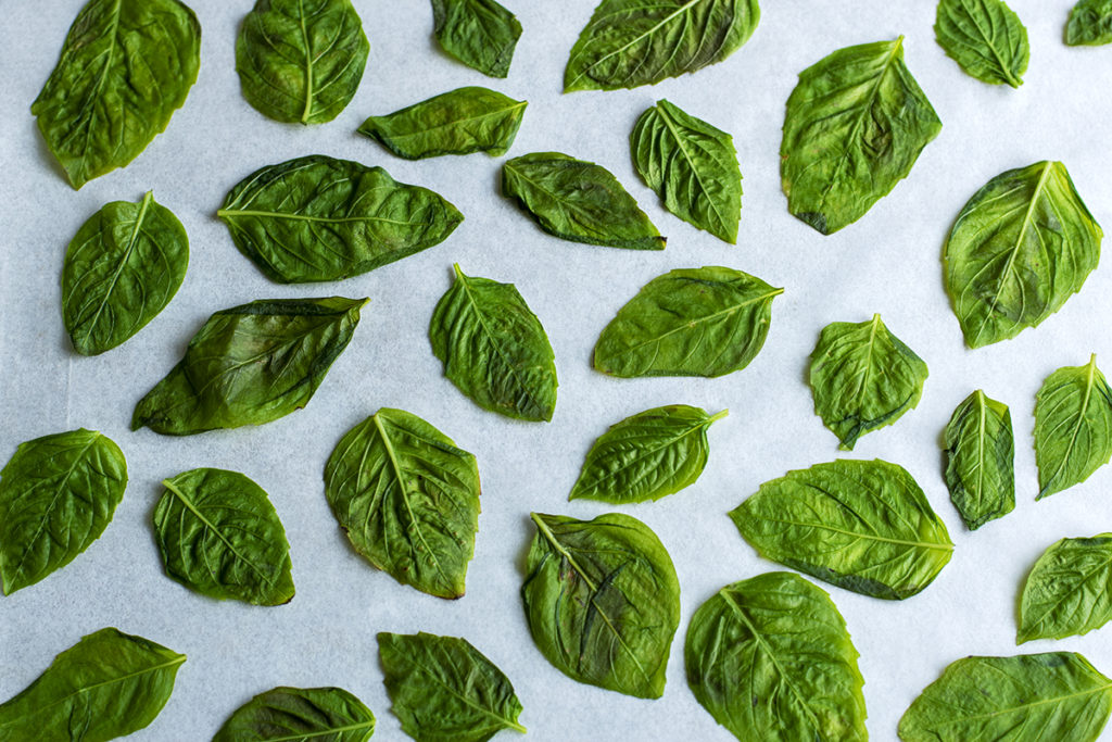 Blanched basil leaves spread out on a parchment-lined baking sheet.