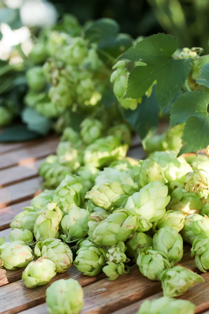 Green hops laying on a table.