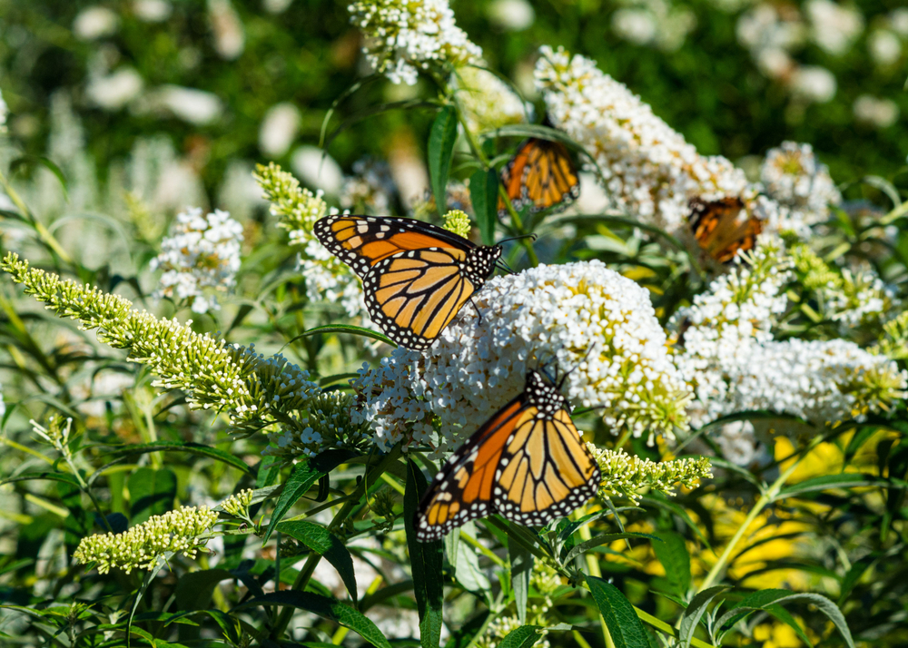 A butterfly bush is covered with Monarch butterflies.