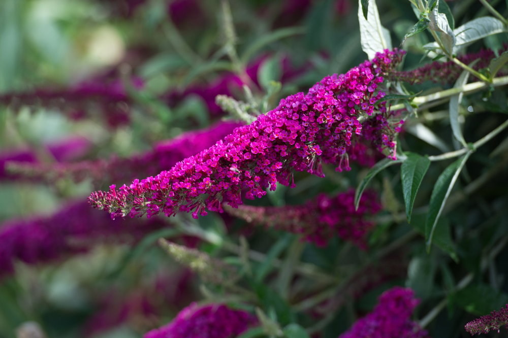 A purple butterfly bush.