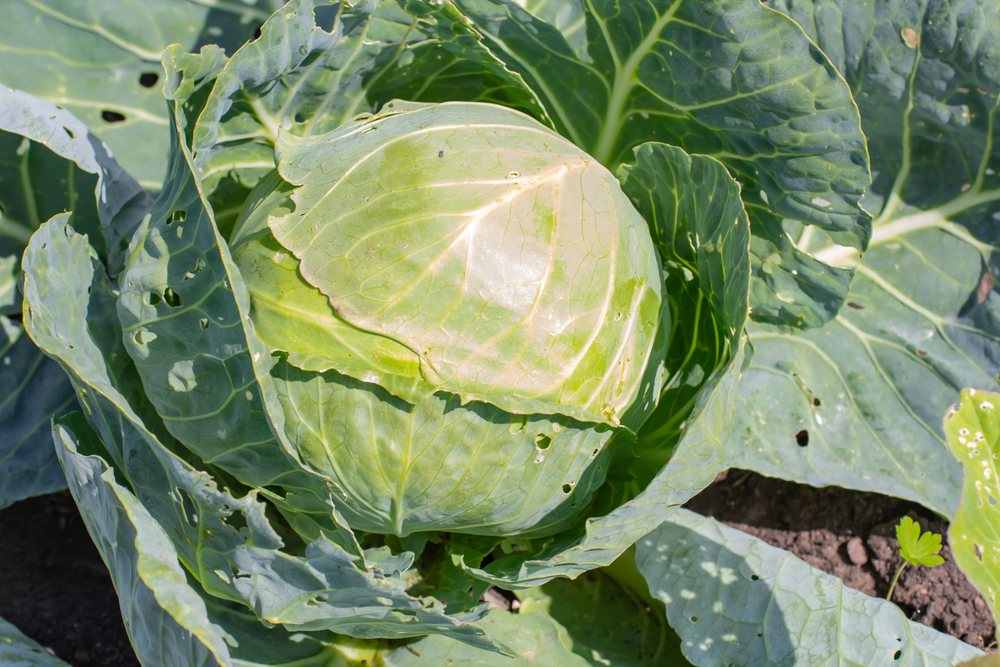 a head of cabbage in the garden.