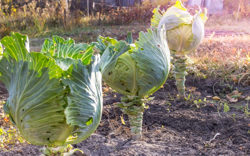 Three mature cabbages are ready to be harvested.
