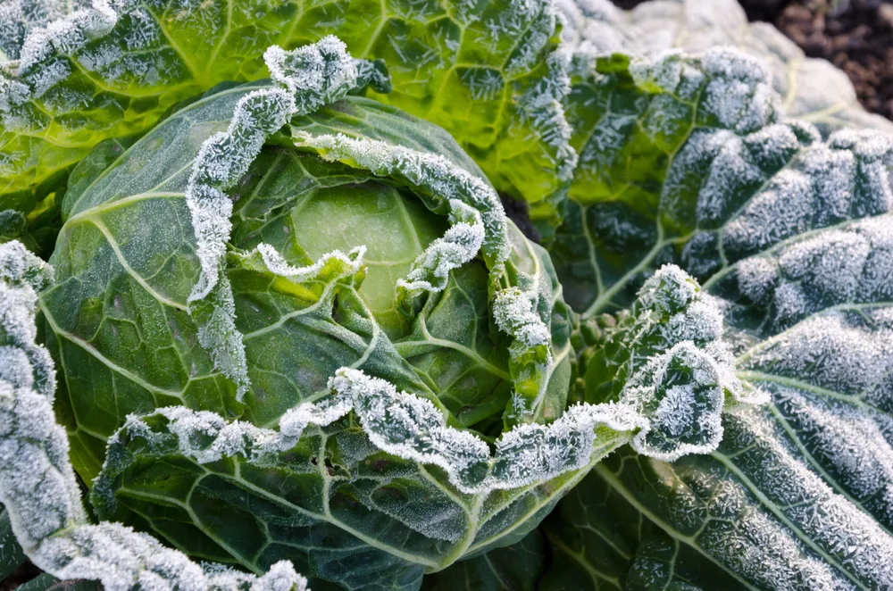 A cabbage in a garden is covered with frost.