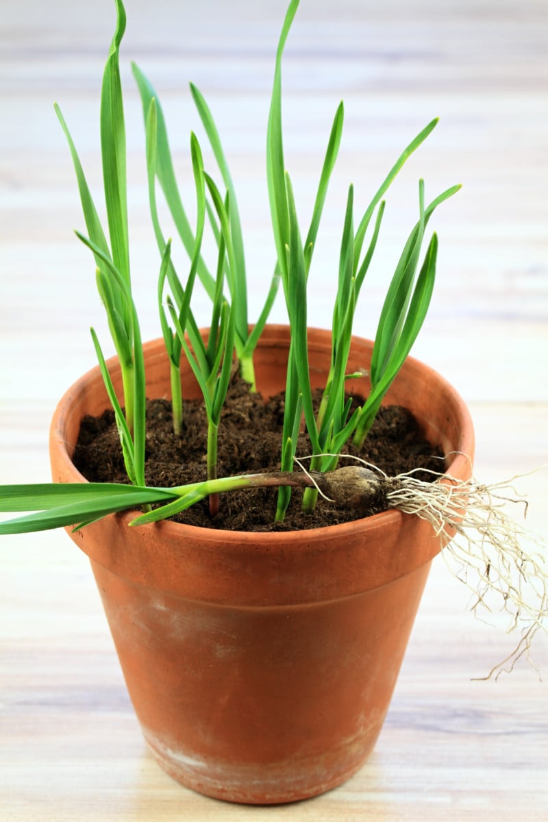How To Grow Garlic in Pots StepByStep