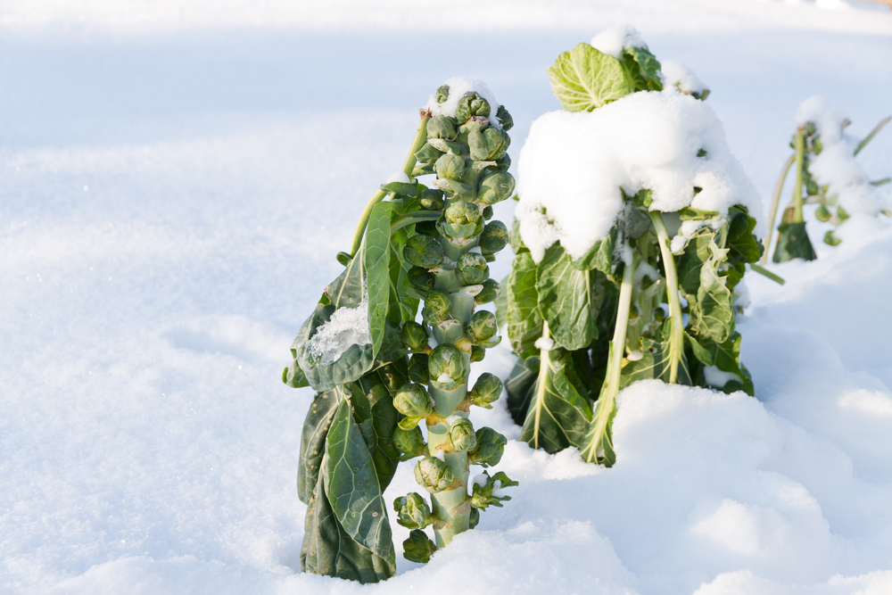 A row of Brussels sprouts grow over the winter through the snow.