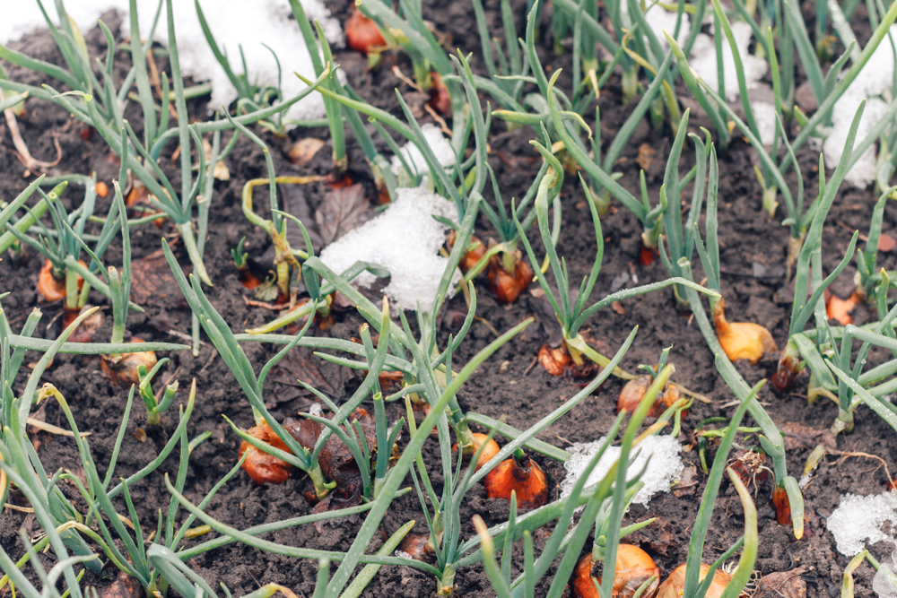 Onions growing in mud with patches of snow.