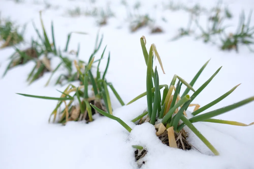 A row of snow-covered onions.