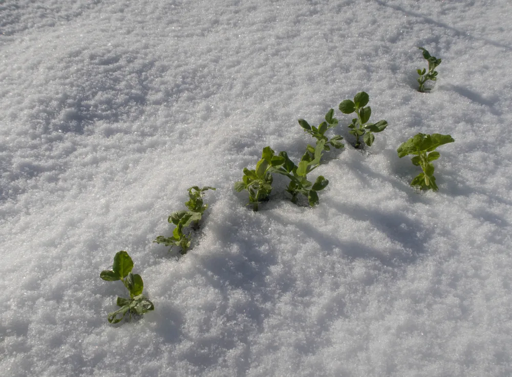 A row of peas growing up through the snow.