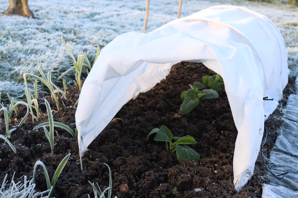 A cold frame with plants growing under it on a frosty morning.