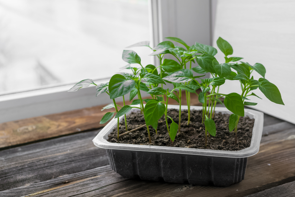 Seedlings set near a window to grow over winter.
