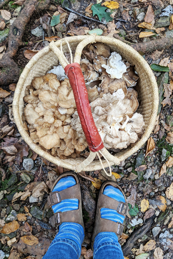 A basket of hen-of-the-woods mushrooms is pictured at someone's feet in the woods.
