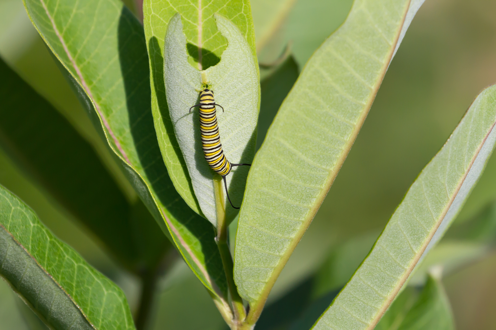 A monarch caterpillar munches on a milkweed plant.