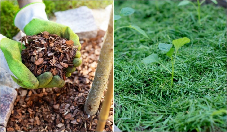 19 Types Of Garden Mulch & How To Use Them