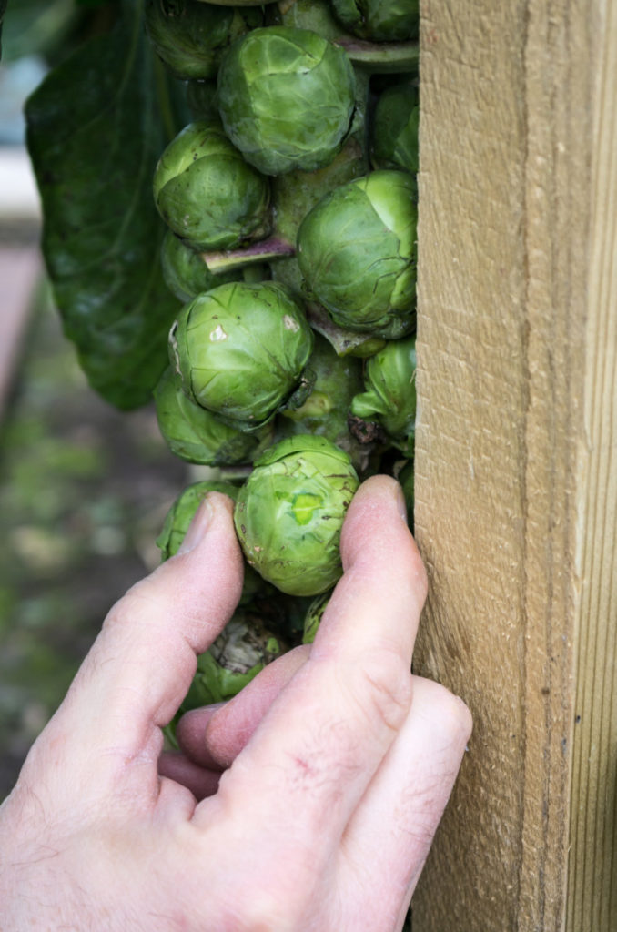A hand picking Brussels sprouts from a stalk.