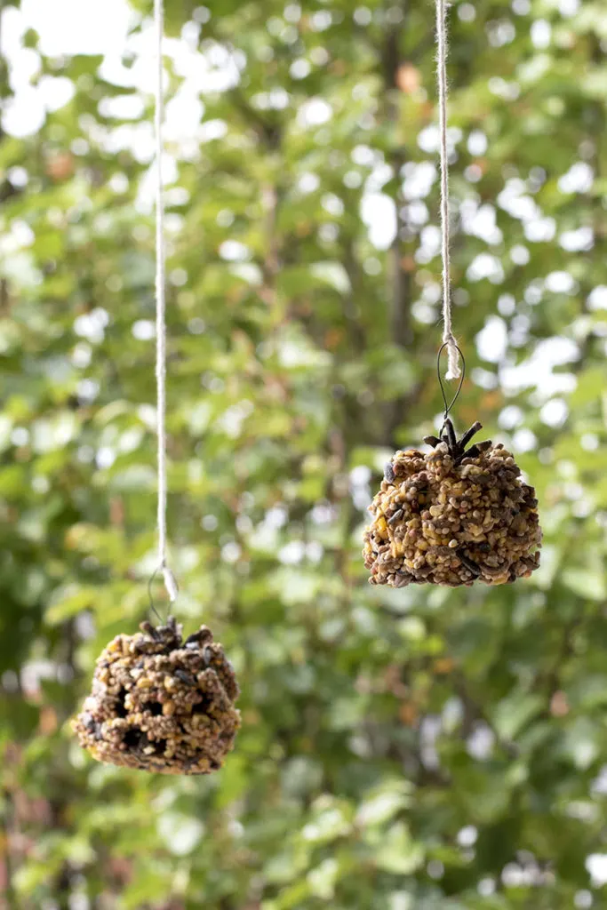 Two peanut butter and bird seed covered pine cones hang from string in a tree.