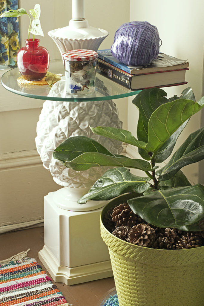 A fiddleleaf fig is shown with a layer of pine cones on top of the soil in the pot.