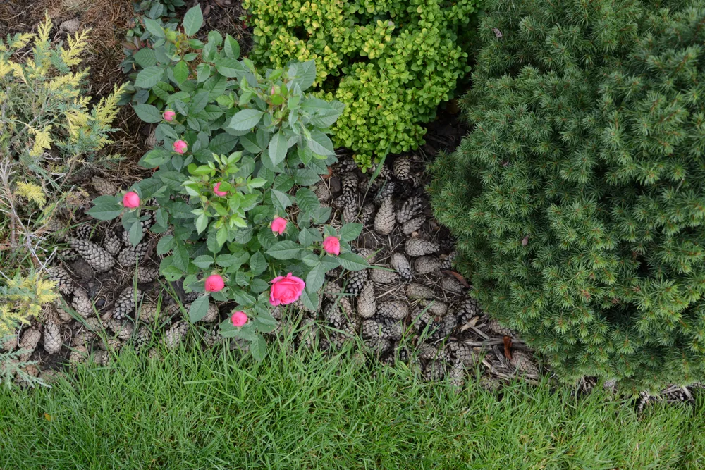 A flower bed is shown with a layer of pine cones used for mulch.