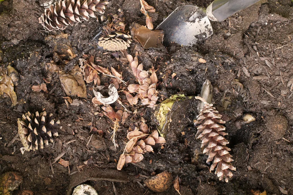 A close up of compost with whole and broken up pine cones added in.