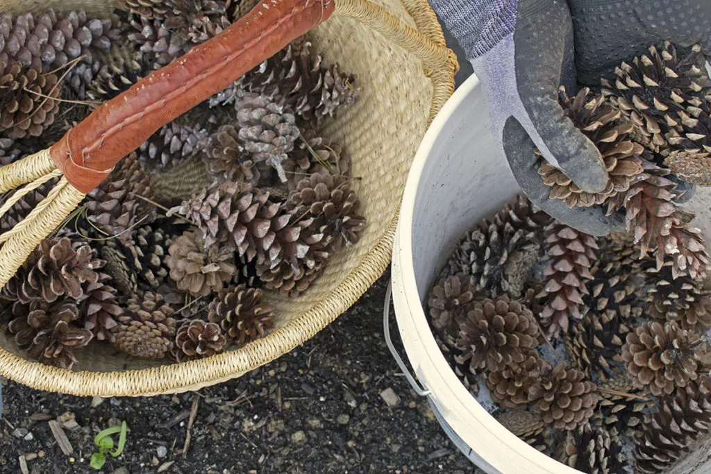 Gloved hands pour pine cones into a bucket from a basket.