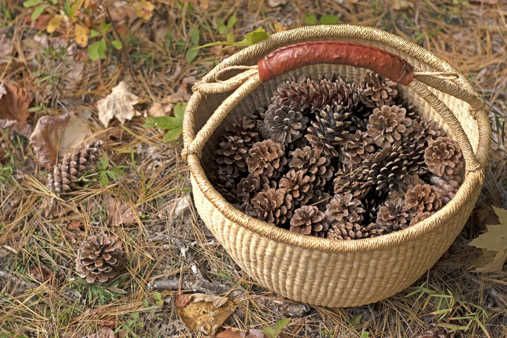 A woven basket full of pine cones sits on the forest floor.