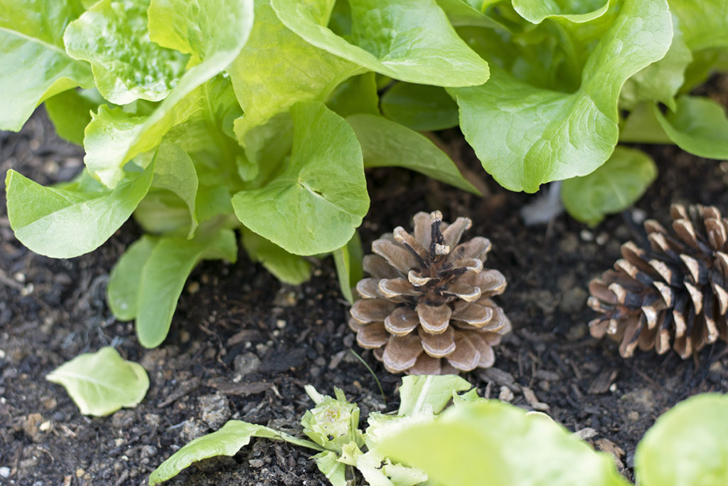 A couple of pine cones have been placed near lettuce growing in a garden.