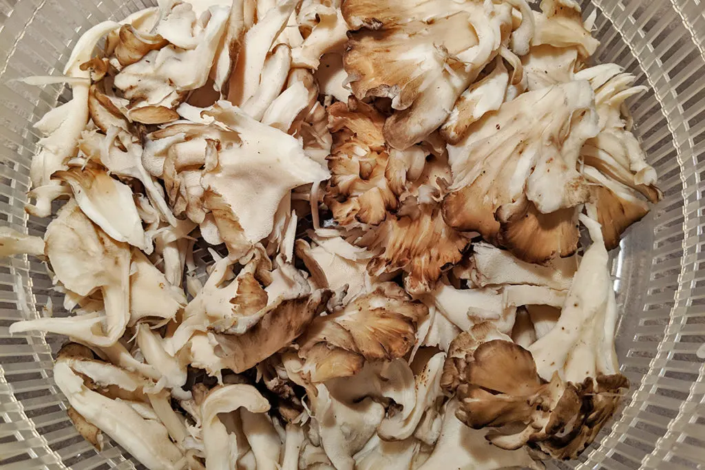 Maitake mushroom fronds have been spun in a salad spinner to dry them.