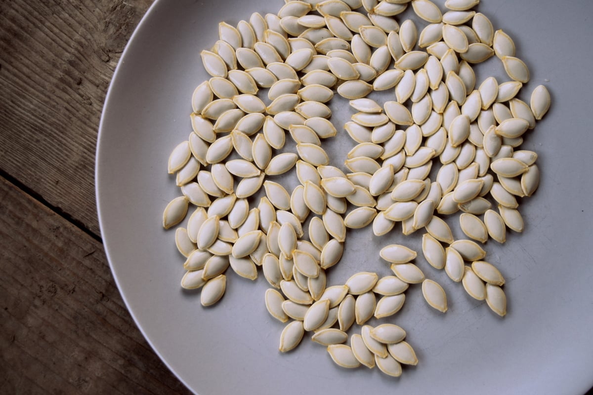 How To Save Zucchini Seeds 500 Seeds Per Zucchini!