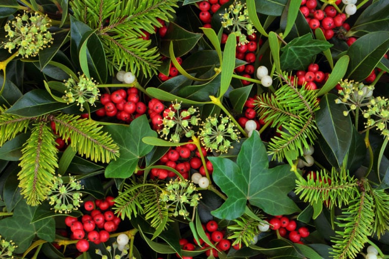12 Christmas Plants For A Festive Indoor Garden