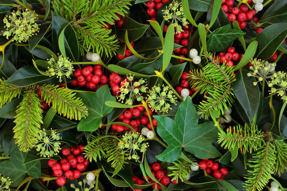 Several popular Christmas plants are grouped together including pine, holly, ivy and mistletoe.