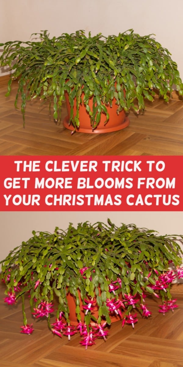 Christmas Cactus - How to ID & Care for Everyone's Favorite Holiday Plant