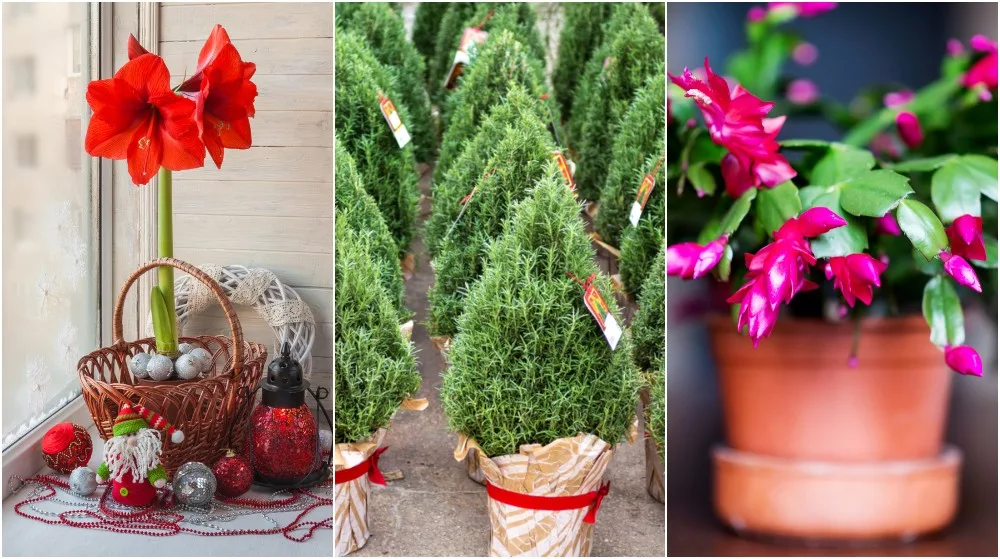 4 Types of Christmas Greenery to Get You Started - Living Life