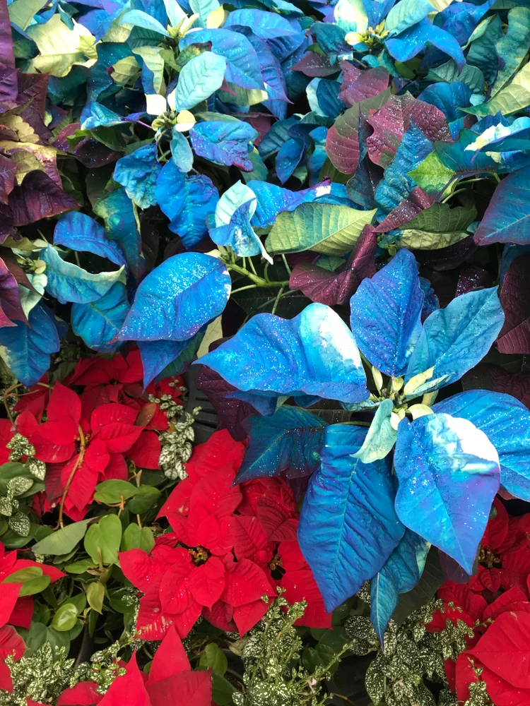 Several blue and cream colored poinsettia blooms are nestled in among traditional red poinsettia.