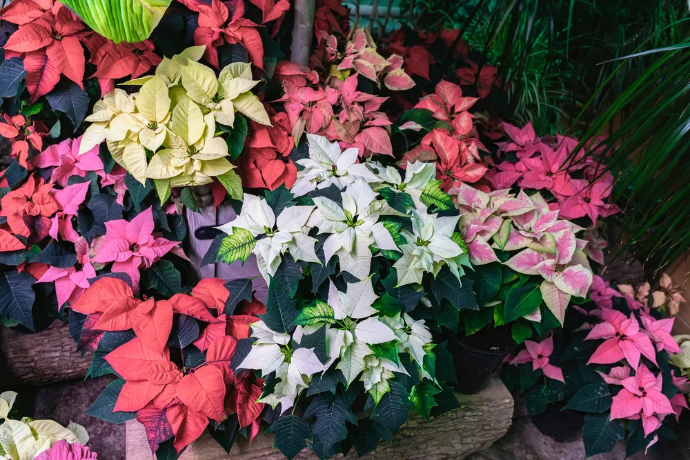 Multiple poinsettia plants in nursery pots are grouped together. The plants are varied in color, white, cream, red, pink, pink and green.