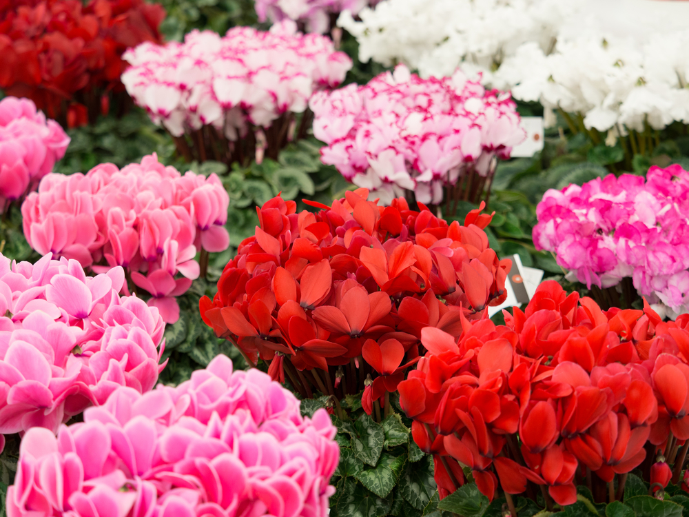Cyclamen blooms of different colors, red, pink, white and variegated.