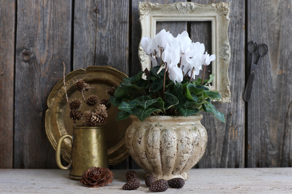 A potted white cyclamen next to a brass mug, plate and pine cones.
