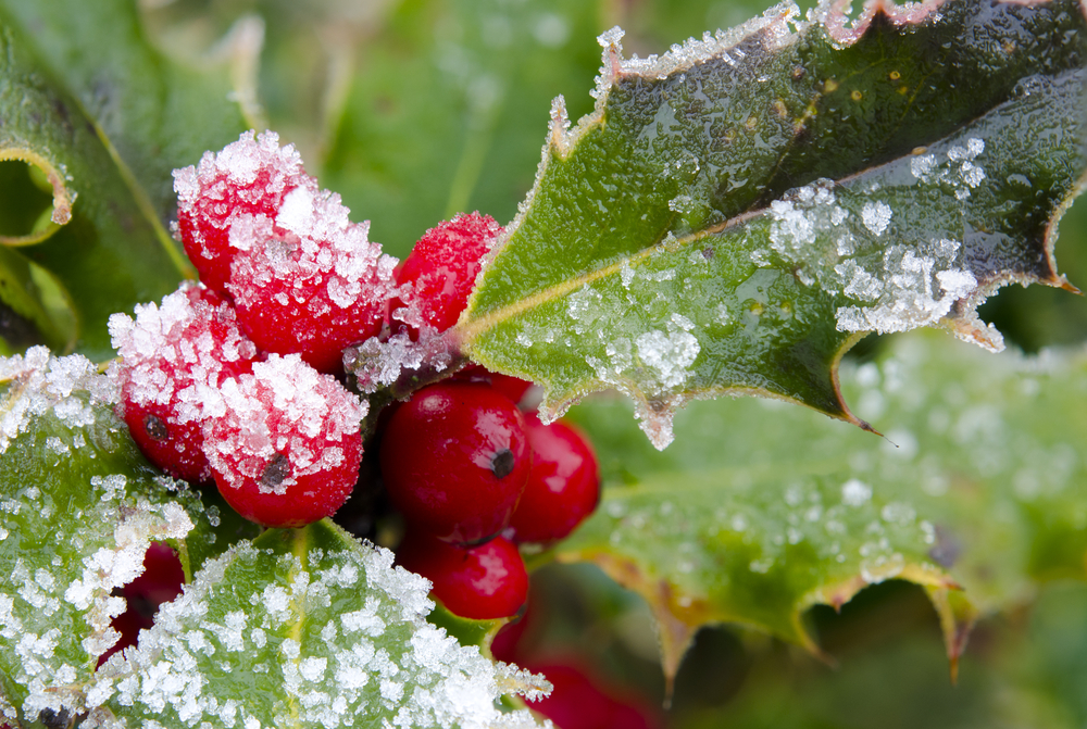 A close up photo of ice-covered holly berries and leaves.
