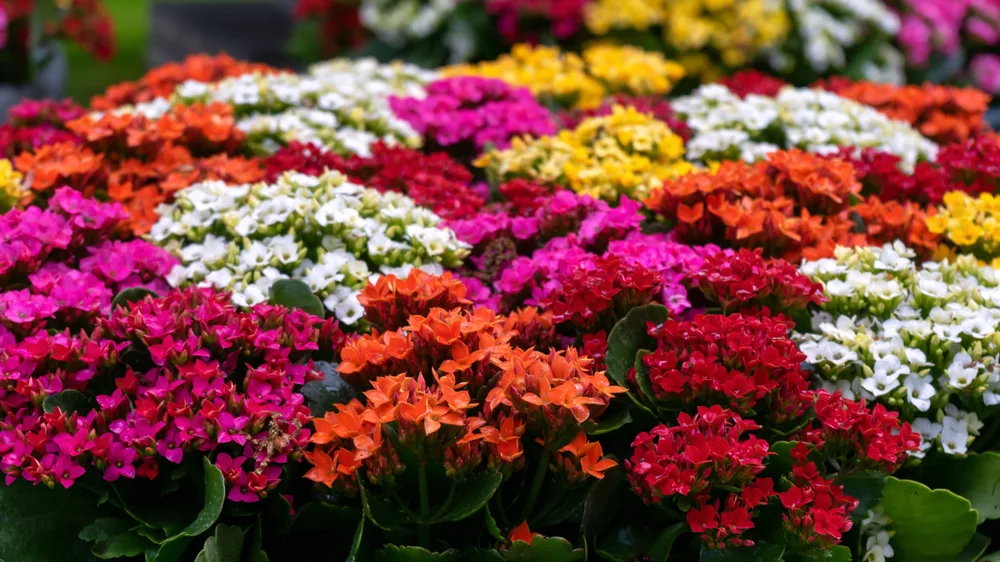 A grouping of Christams kalanchoe with many different colored blooms - pink, red, orange, yellow, cream.
