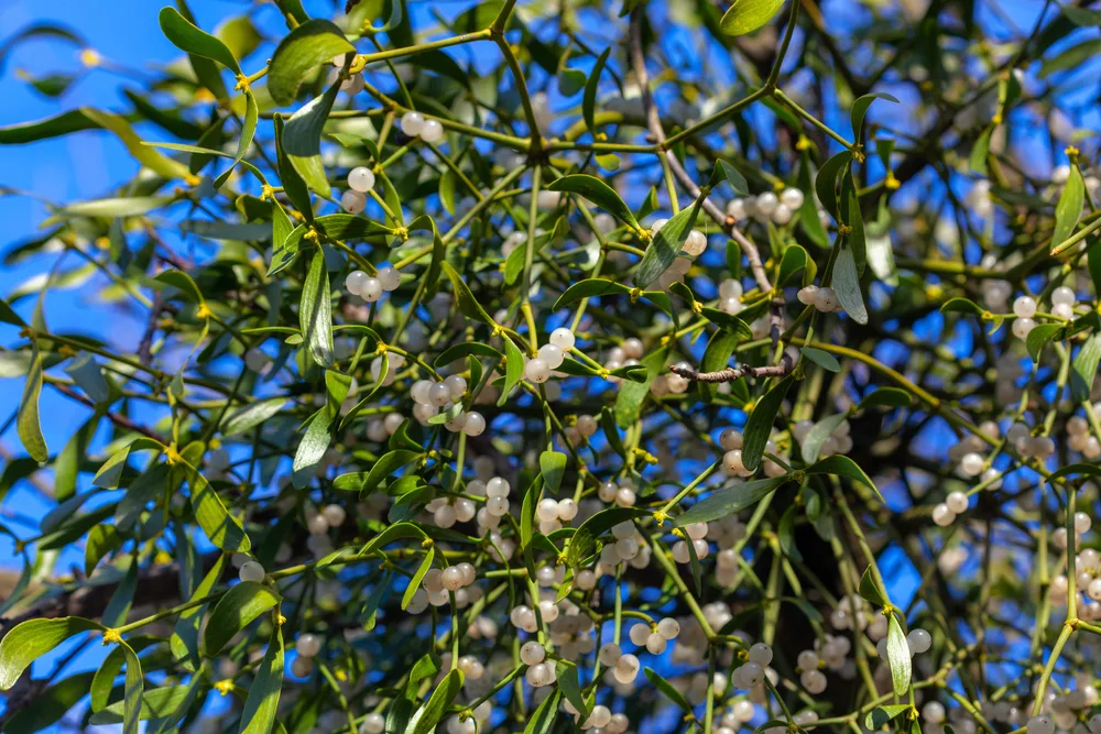 A cluster of mistletoe branches and berries, another popular Christmas plant.