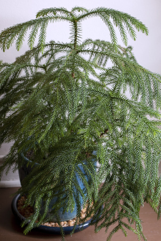 A Norfolk Island pine makes a great compact Christmas tree. 