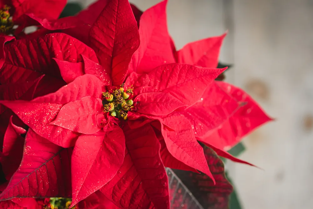 A close up of a red poinsettia bloom.