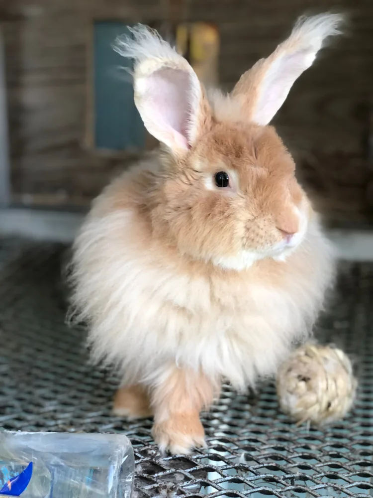 A fluffy French angora rabbit in a cage with a small toy by its feet.