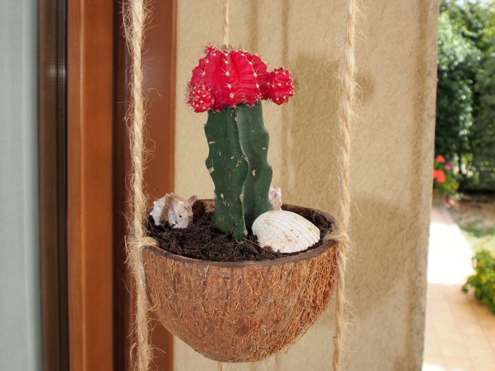 8 Genius Uses For Coconut Shells