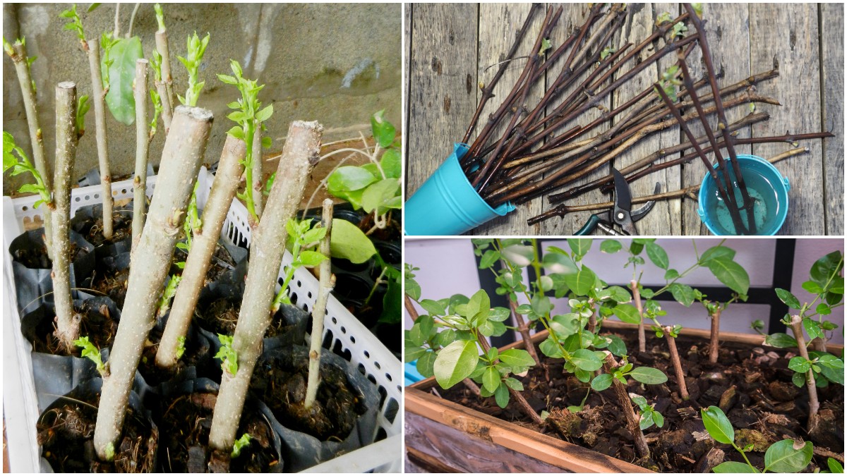 40 Plants To Propagate From Hardwood Cuttings & How To Do It