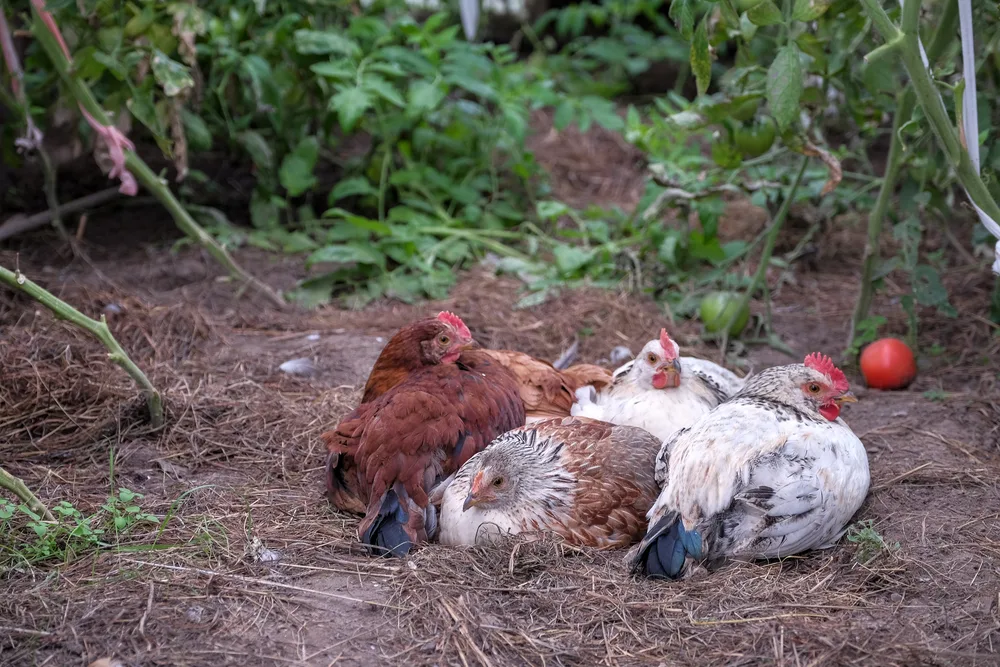 A group of young chickens huddle together inside a greenhouse, surrounded by tomato plants. 