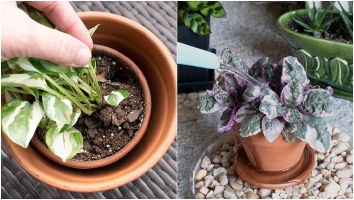 12 Houseplant Mistakes Almost Everyone Makes