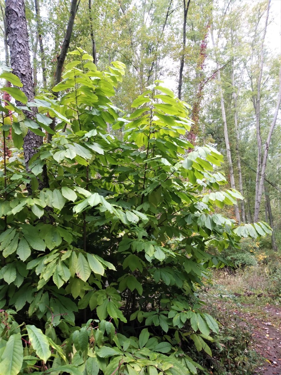 Foraging & Using Pawpaw Fruit: A North American Native