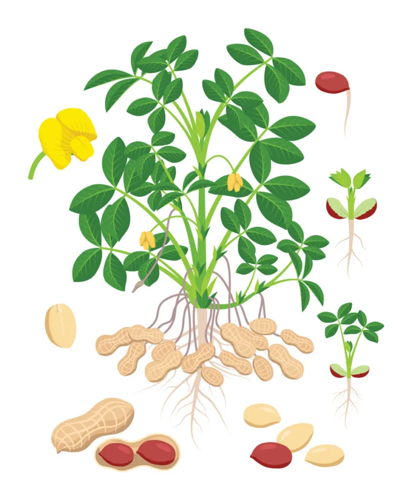 how to grow peanuts: 100+ nuts per plant