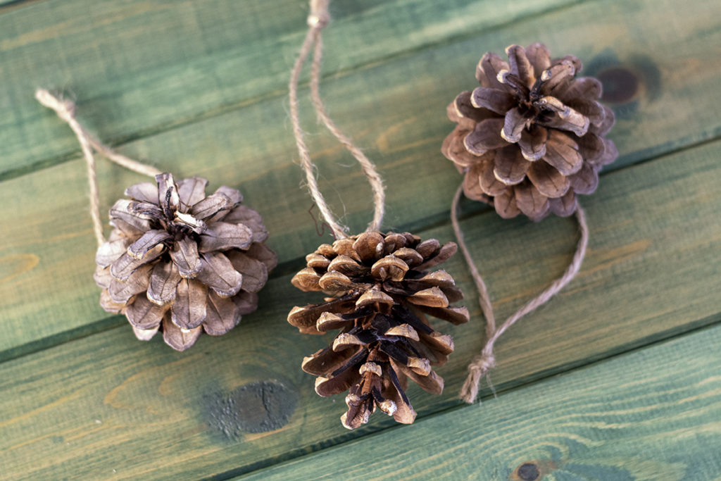 Three pine cones have been made into ornaments with twine loops to hang them on them Christmas tree. Green wood background.