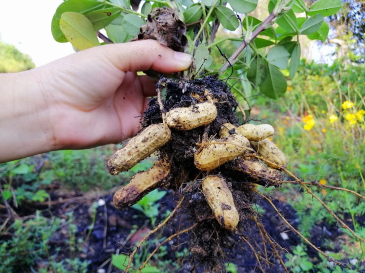 How To Grow Peanuts 100+ Nuts Per Plant